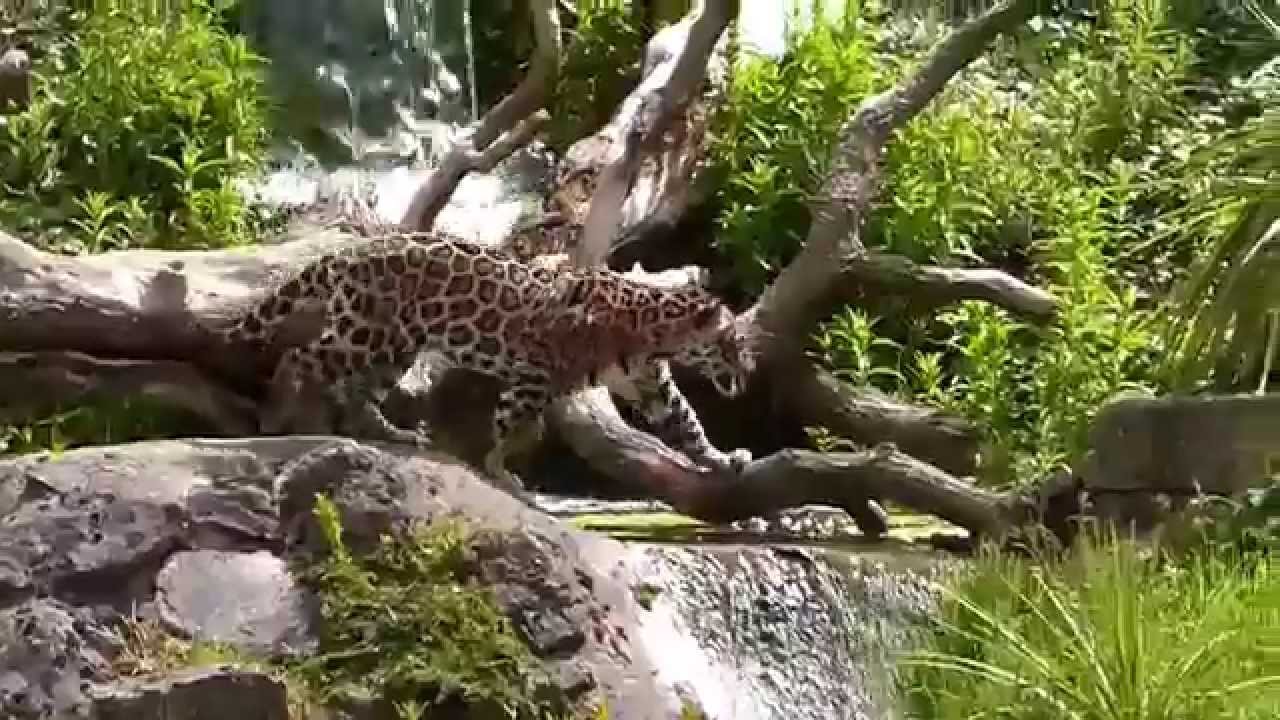 Jaguar climbs tree to retrieve rabbit