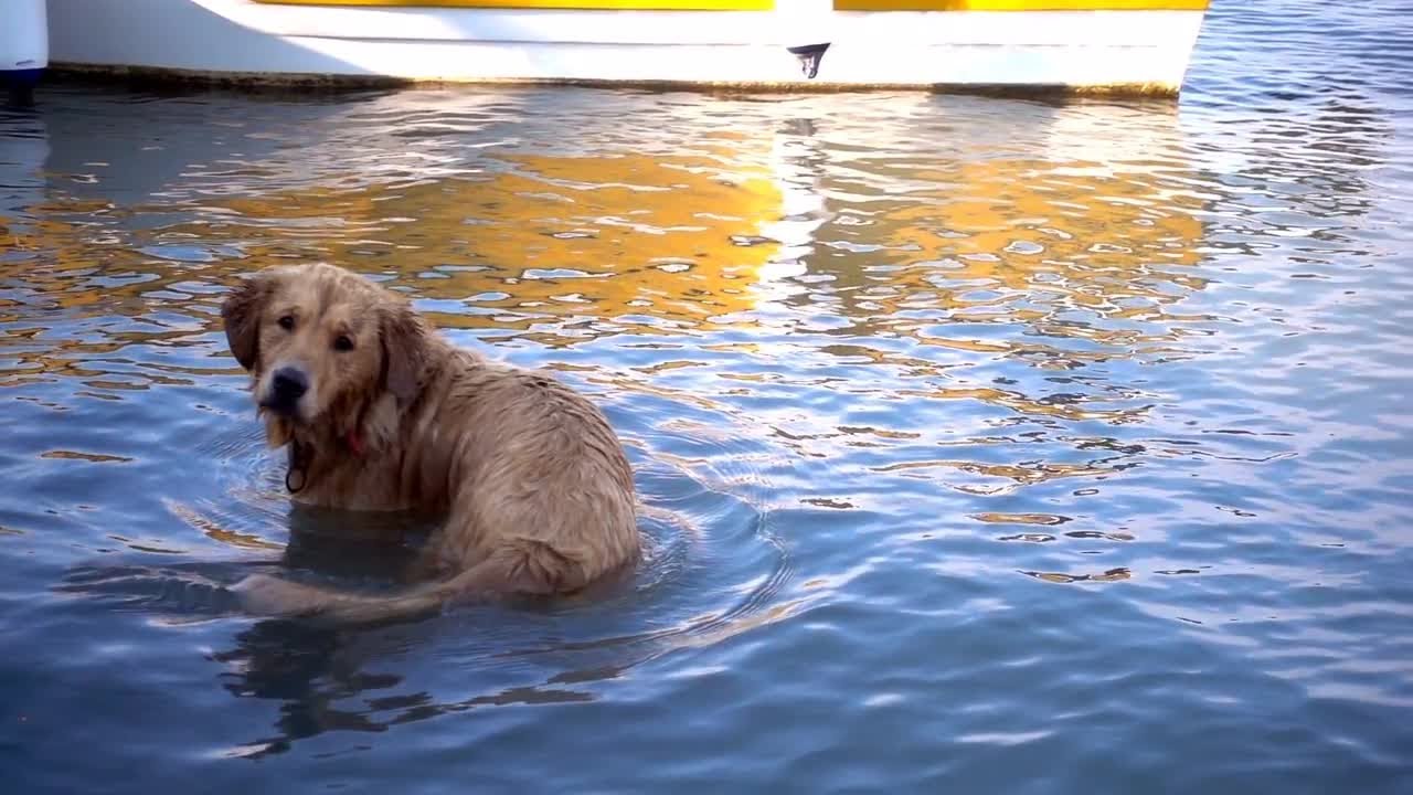 Dog Wading In Water Stock Video