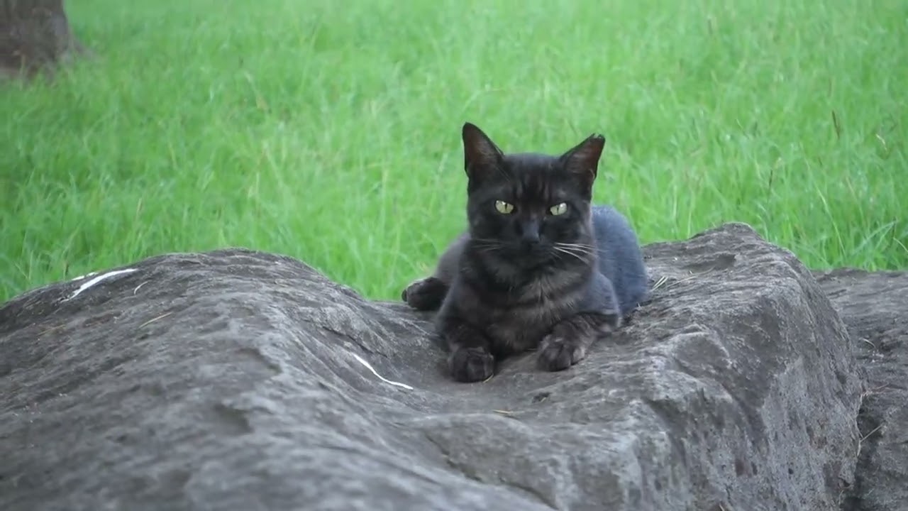 【Cat Video】 meowmeow Happy   #cat  #cats  #cute