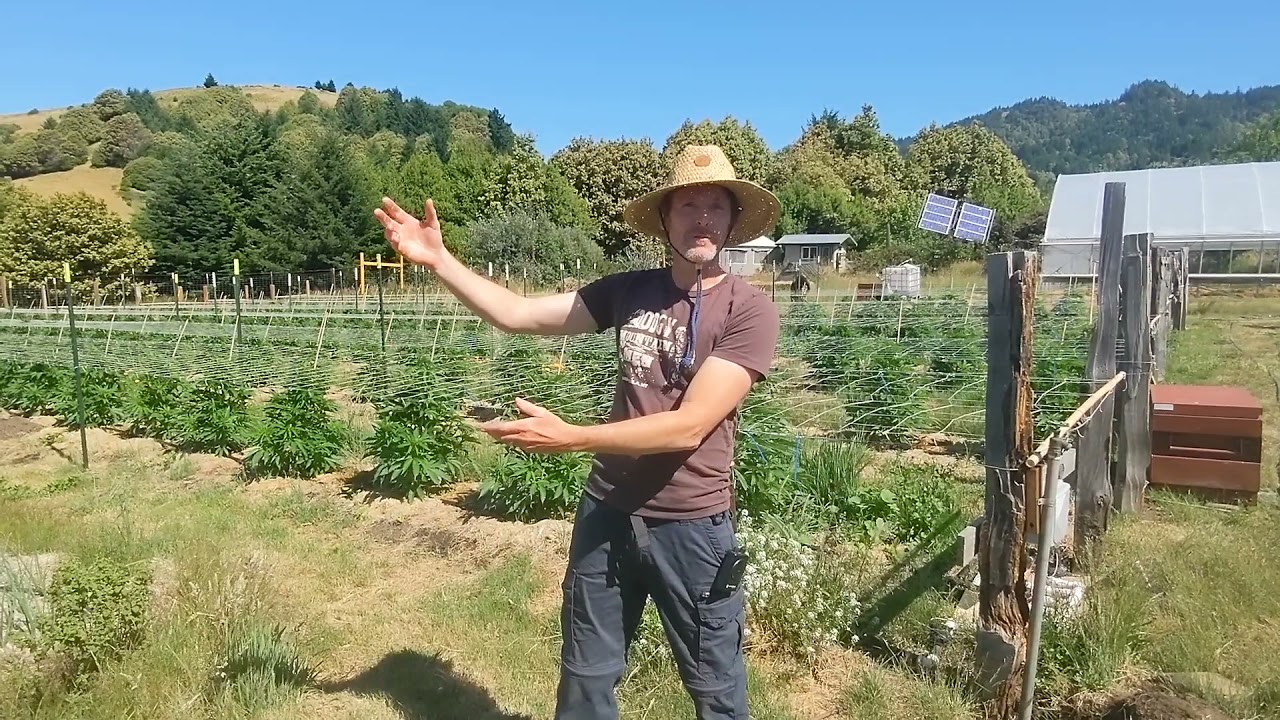 Can cooperatives help small cannabis farms thrive? - Drew Barber of Uplift Cannabis Co-op