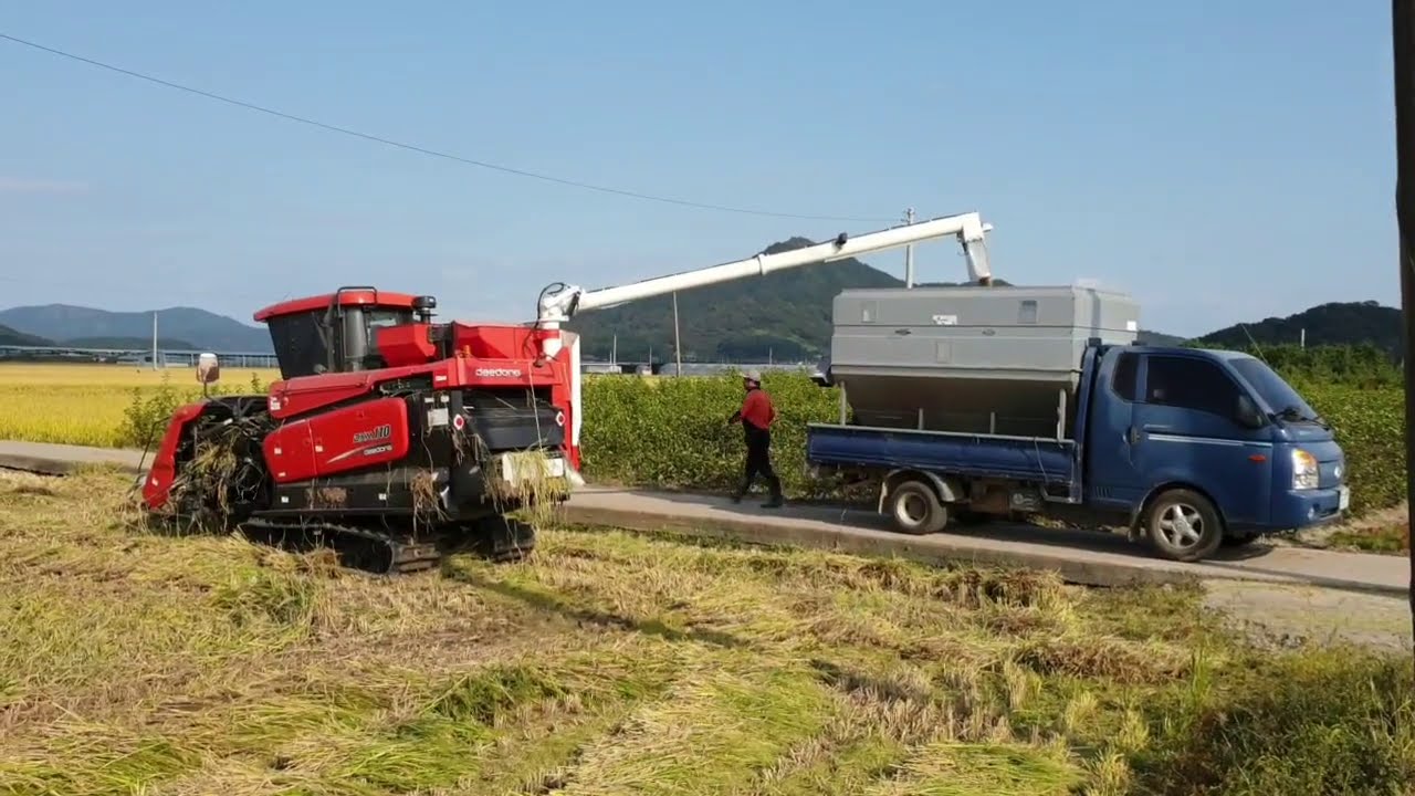 '콤바인' 쓰러진 벼 베기, 절단이유, 절단하지 않으면 생기는일...rice harvest