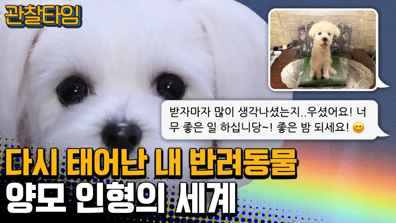 [#관찰타임] 그리운 내 반려동물의 환생을 돕는 '양모 인형 작가'🐶 | 관찰카메라 24 213 회