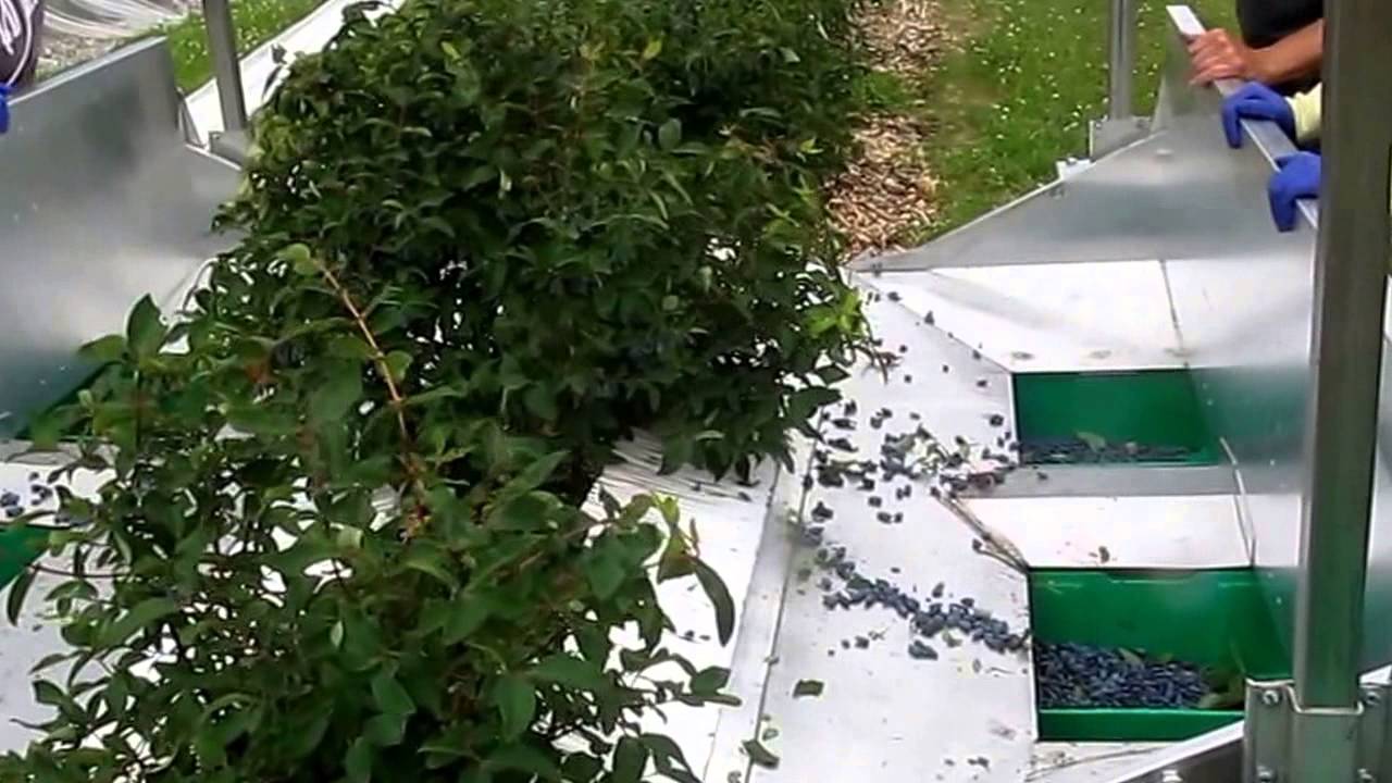 Haskap Berry Harvesting with the Easy Harvester