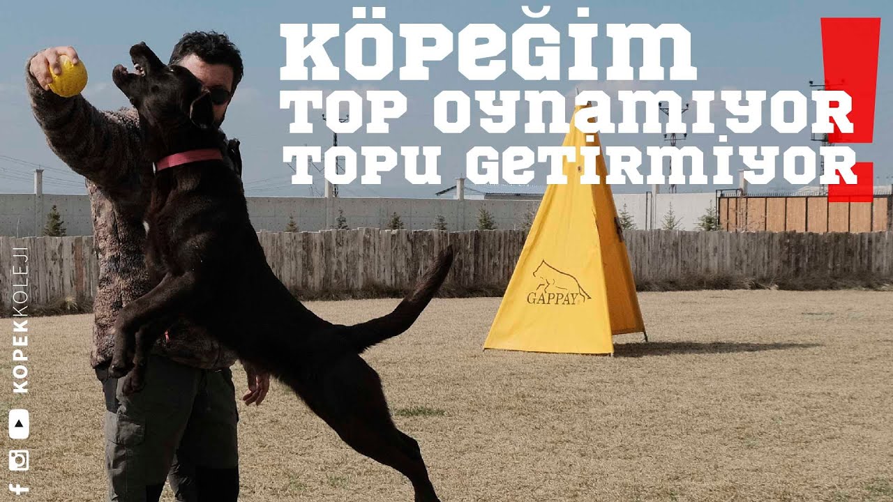 Köpeğim Top Oynamıyor, Topu Getirmiyor