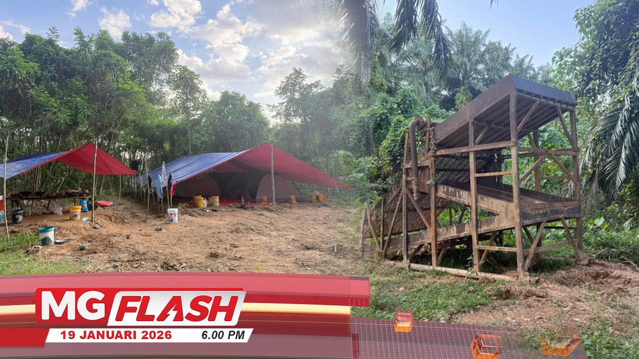 Sindiket Melombong Emas Guna Jengkaut Di Gua Musang Tumpas #MGFlash