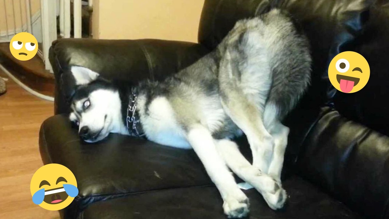 Над этими собаками невозможно перестать смеяться 🤣 Самые смешные собаки на видео 2026 года #72