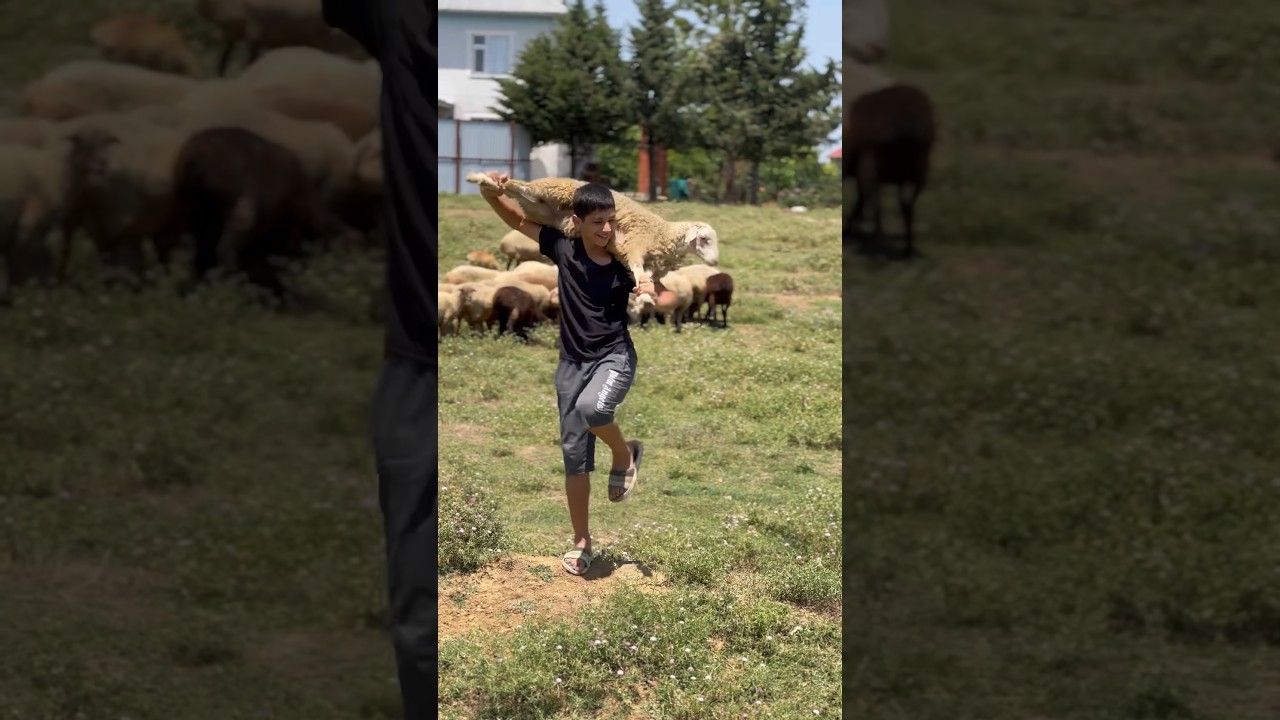 Qurbanlıq Qoyun 😀🐏