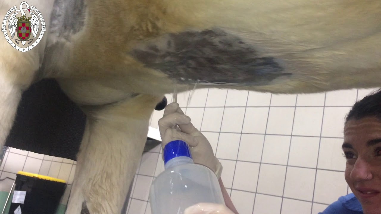 Abdominocentesis en el caballo