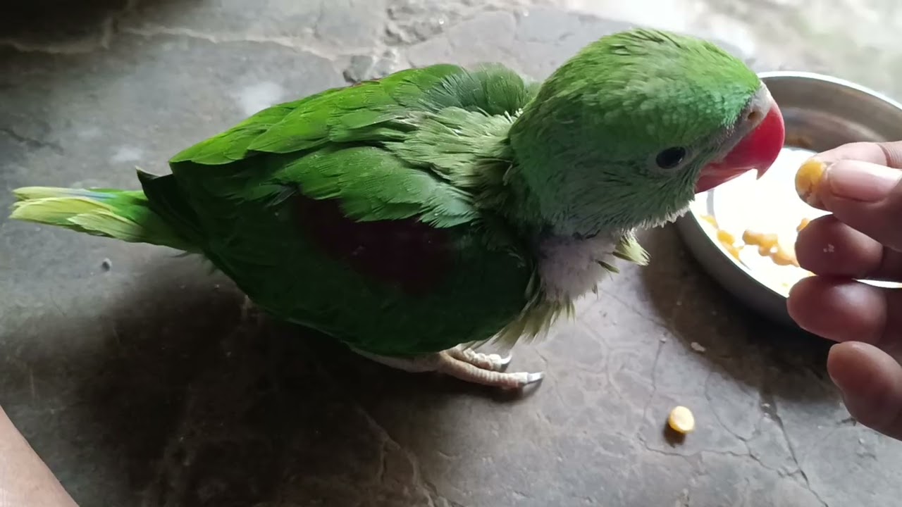 मिठु का आज दूसरा दिन है😍 || Love you leo || #loveyouleo #babyparrot #talkingparrot 2026
