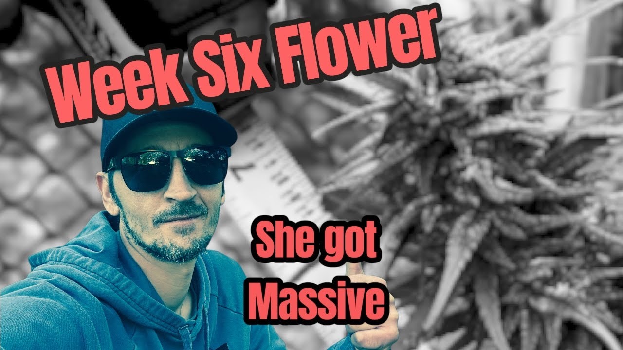  Outdoor Grow |Defoliation & Pest Control  #gardenpest 