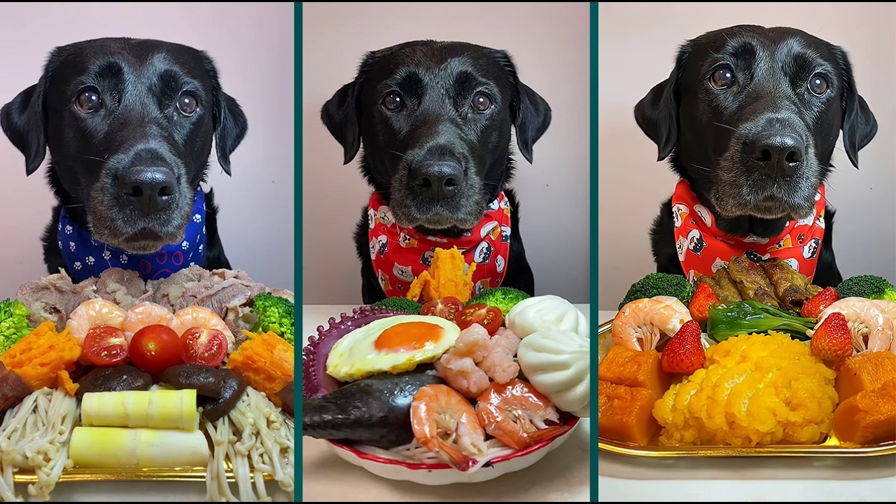 ASMR Dog Eating Challenge 🐶 | Black Labrador Tries Everything! | Best Dog Eating Sounds