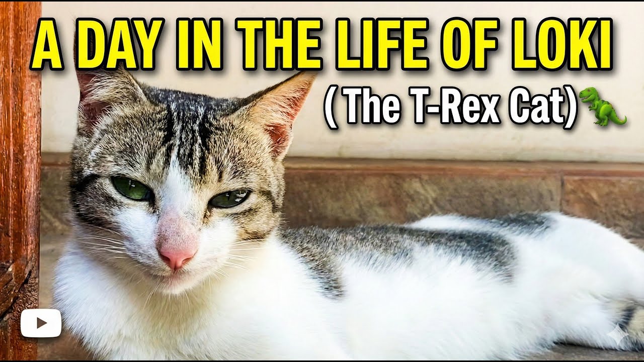 A Day in the Life of a T-Rex Cat 🦖 (Daily Routine)
