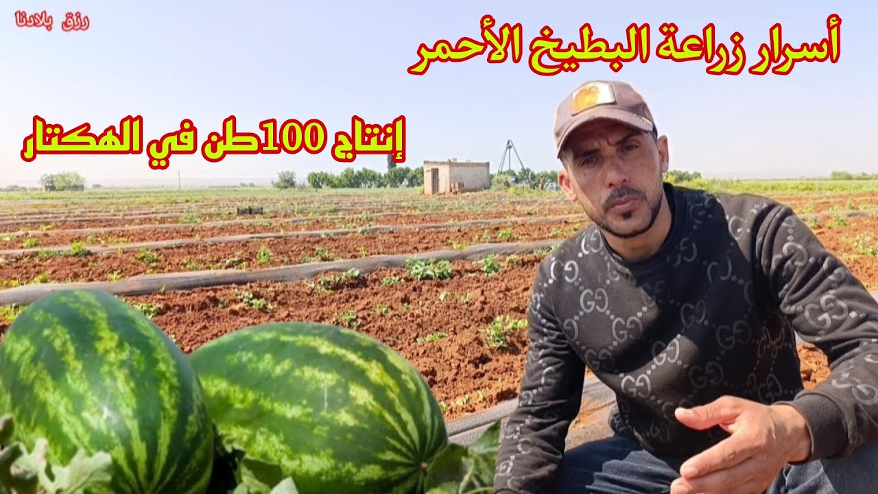 هكدا تتم زراعة البطيخ الأحمر للحصول على إنتاج وفير بأقل التكاليف