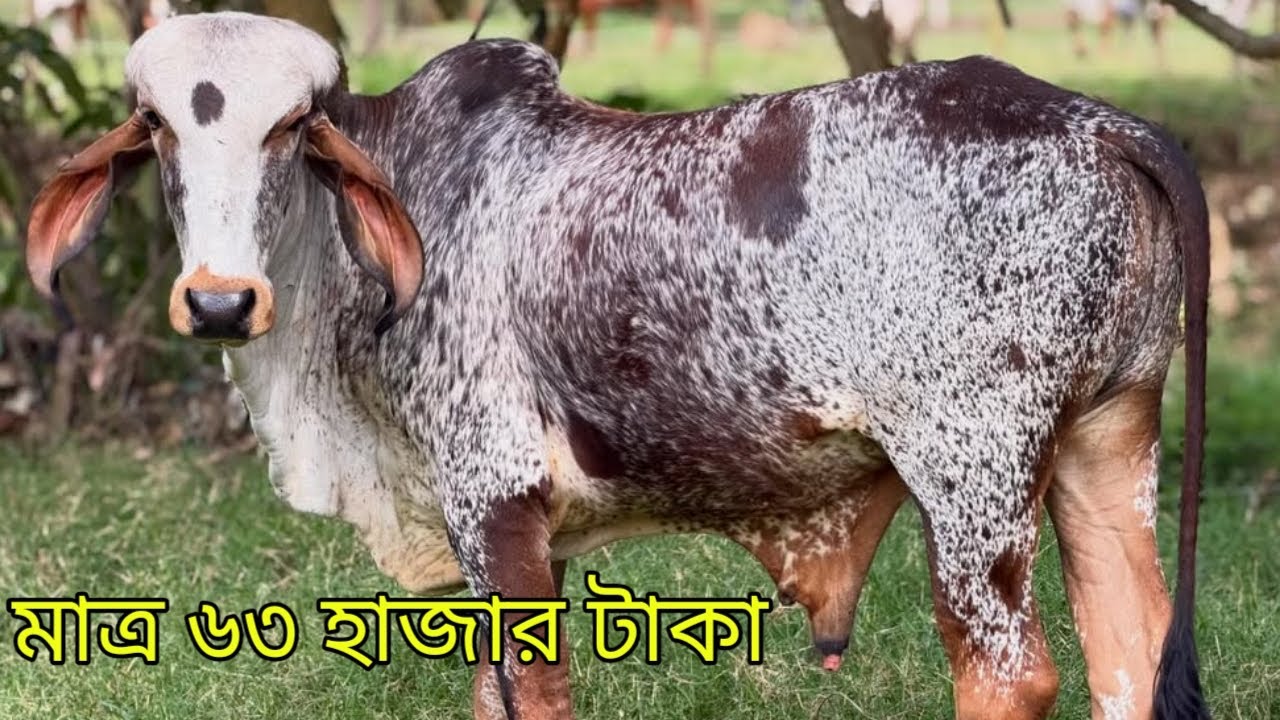 মাত্র ৬৩ হাজার টাকার প্যাকেজে সরাসরি খামার উপযোগী ইন্ডিয়ান শাহীওয়াল গরু কিনুন খামার থেকে