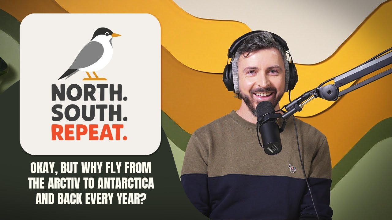 Okay, but why fly from the Arctic to Antarctica and back every year?