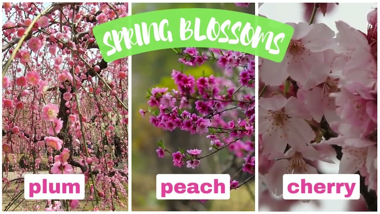 What's the Difference Between Plum, Peach, and Cherry Blossoms| Spring Flowers in Japan