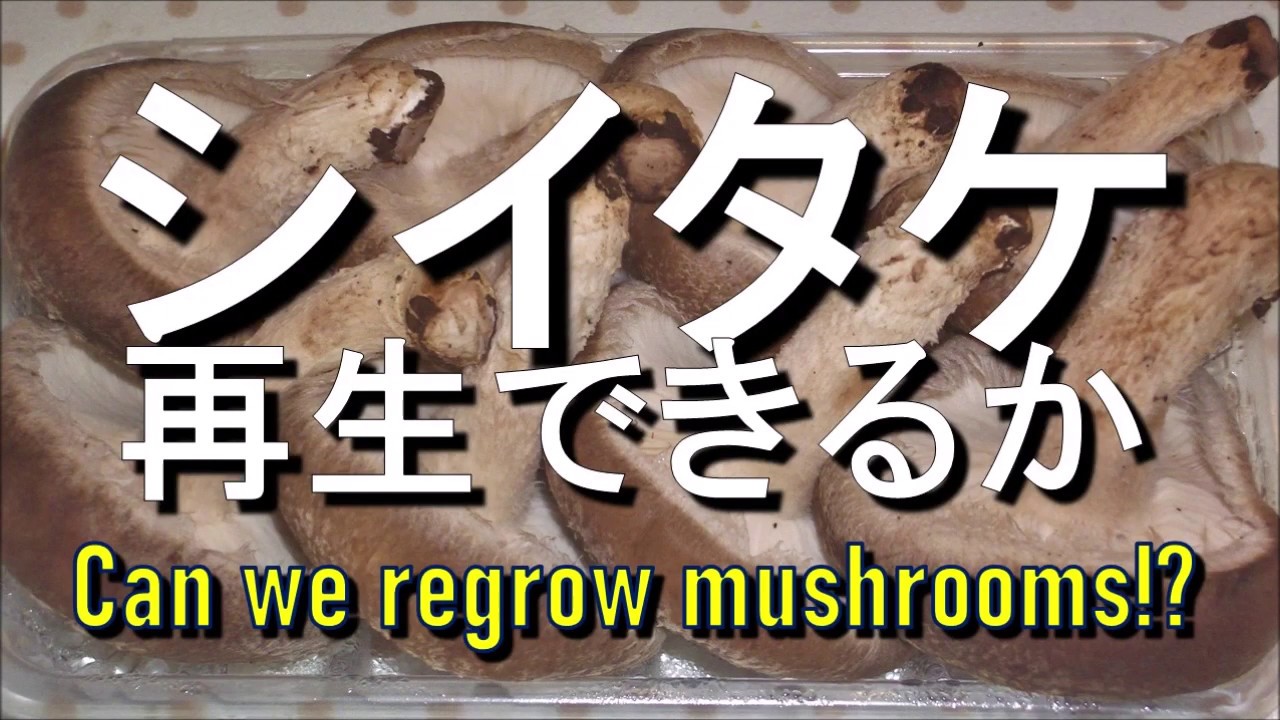 シイタケは再生できるか⁉　Can We Regrow Shiitake Mushroom？