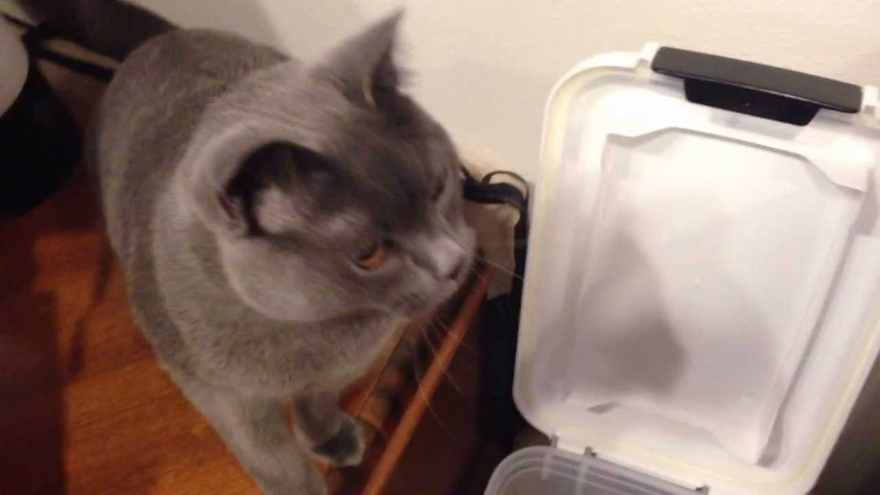 Chartreux feeding time