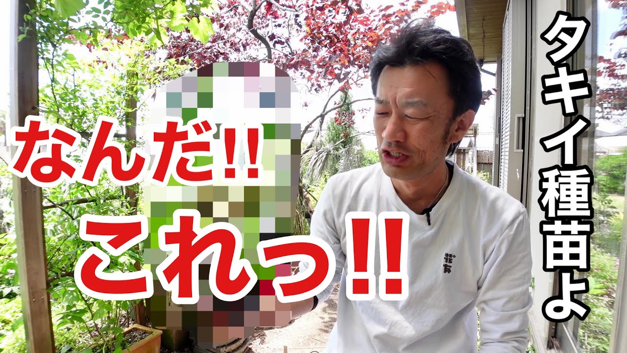 【恐ろしい】タキイ種苗がとんでもない野菜苗を作ってた　　　【園芸超人カーメン君】