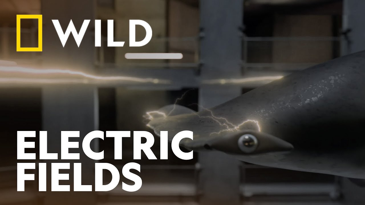 How Sharks Use Earth's Magnetic Fields |  Shark Attack 360 | National Geographic WILD UK