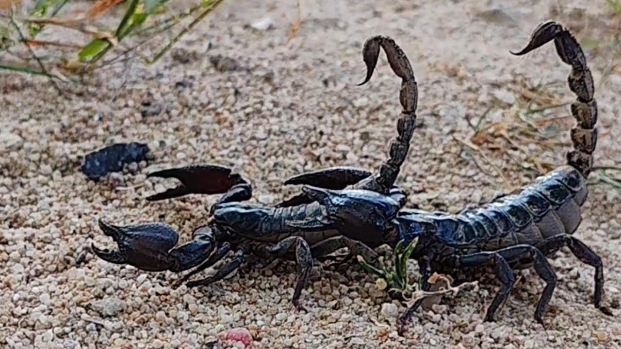 These Two Scorpions Are Beautiful, Even Though They Are Poisonous