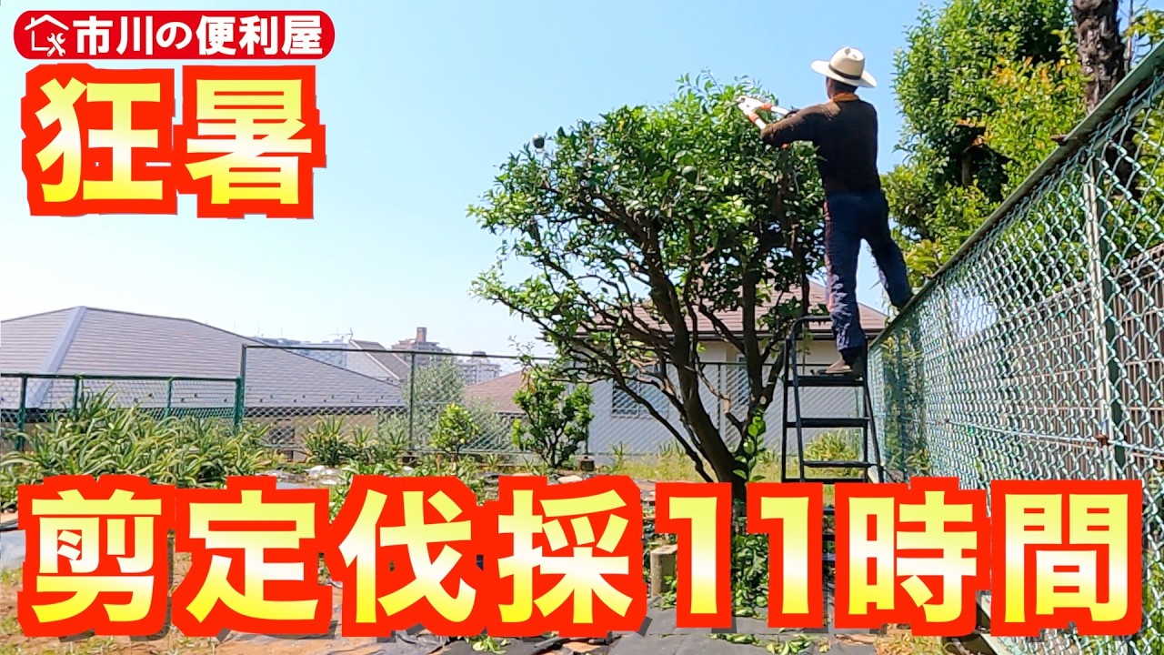 【11時間剪定伐採】狂暑の中いちじく伐採、槙剪定、紅梅切り戻し、夏みかん透かし剪定、芝刈りお見積りご提案まで｜千葉県市川市の便利屋！各作業料一覧、お問い合わせ先は概要欄をご覧下さい！