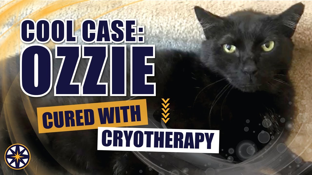 NorthStar VETS Cool Case Ozzie - Cryoablation