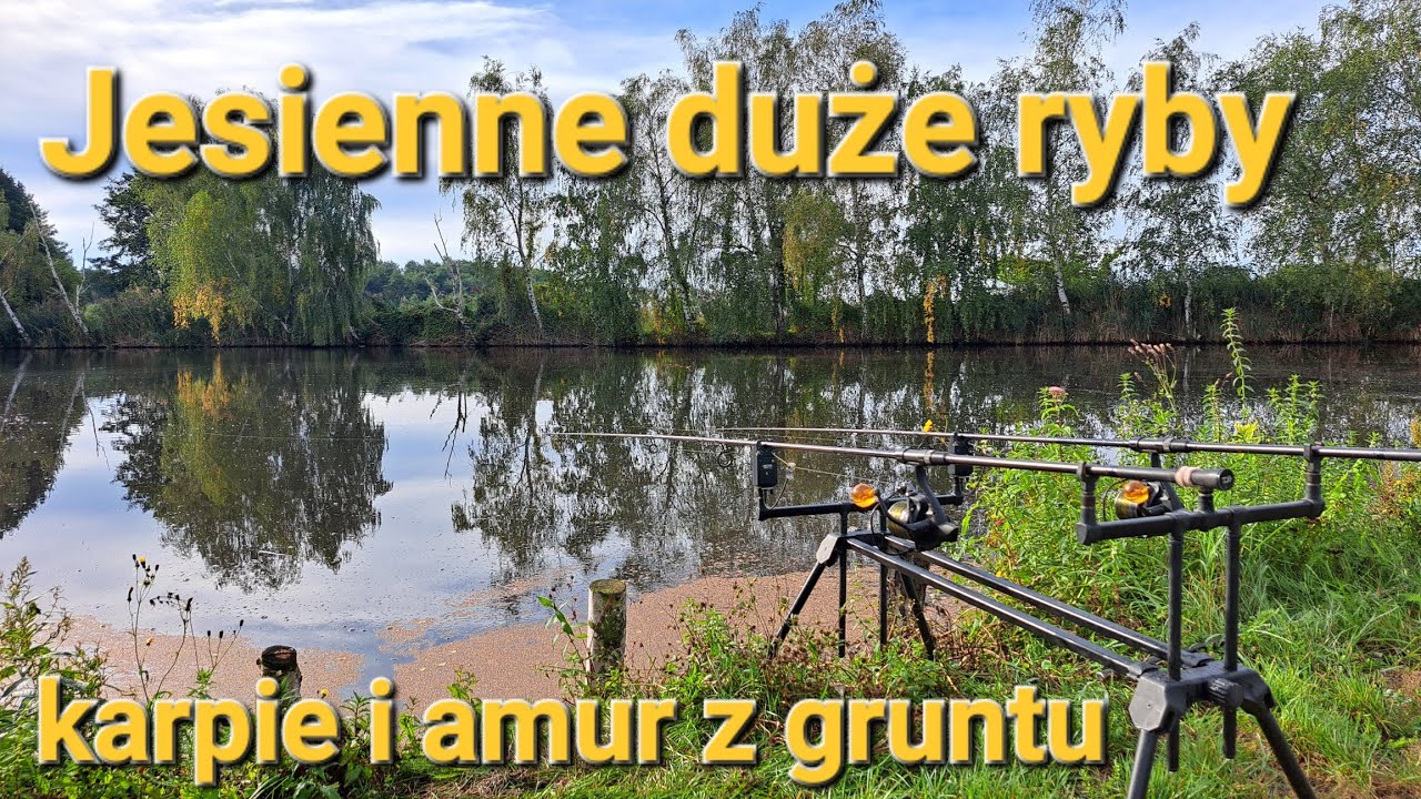 Jesienne duże ryby karp i amur !!! Łowie ryby z gruntu #carphunterspolska