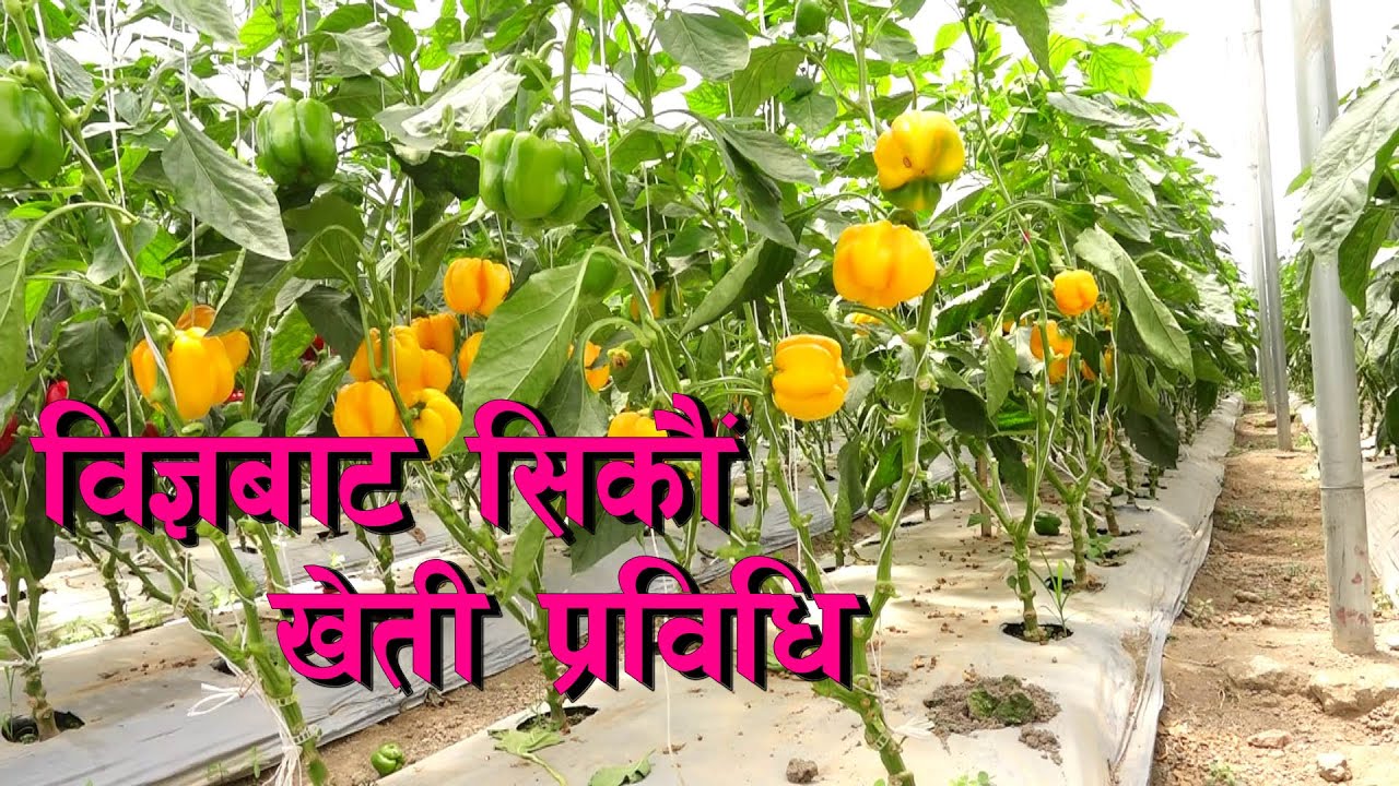 भेडे खुर्सानी खेती सम्बन्धी सरल जानकारी || How to Grow Bell Peppers Easy planting guide ||