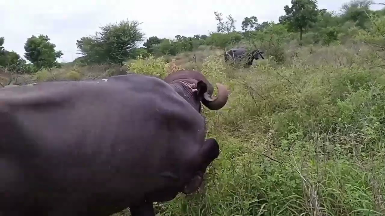 પેલવાડ નો વિડીયો🙋‍♂️🙋‍♂️🐃🐃