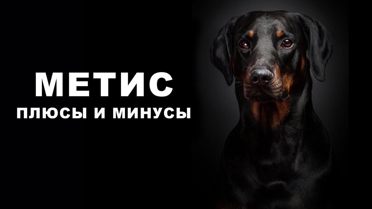 МЕТИС. Плюсы и минусы собак-полукровок