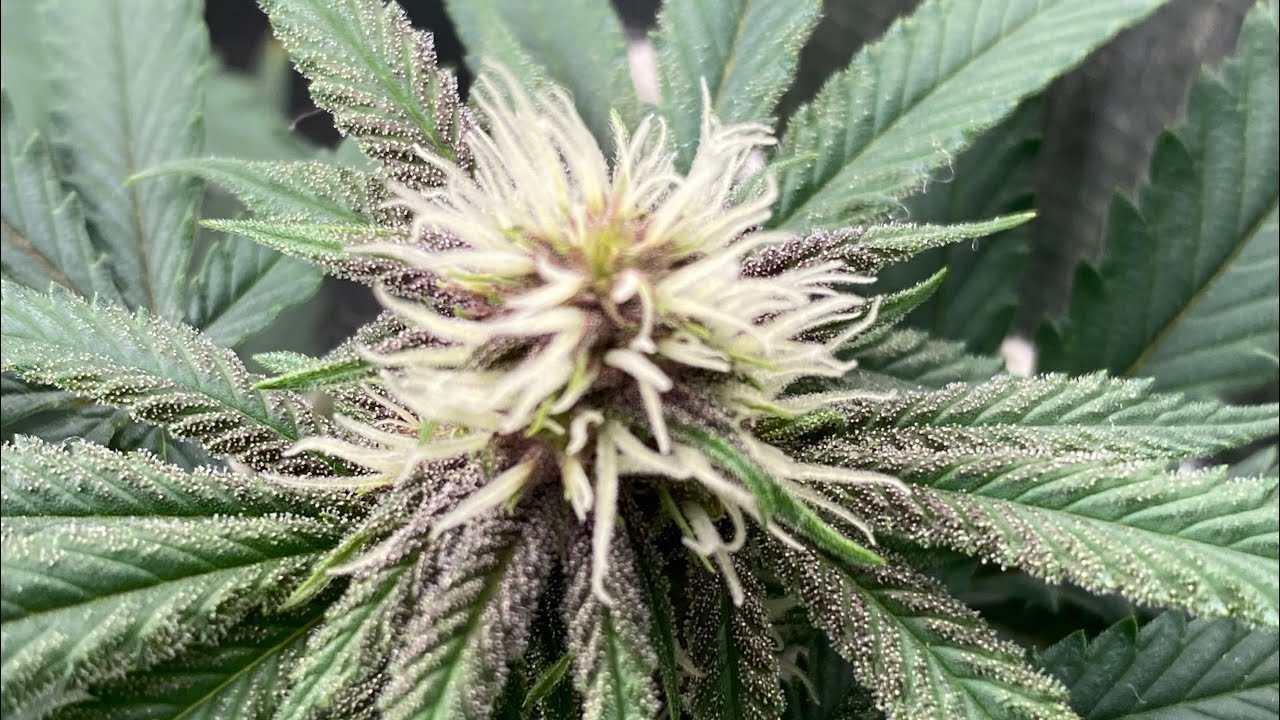 Everything you need to grow cannabis for $100 on amazon!