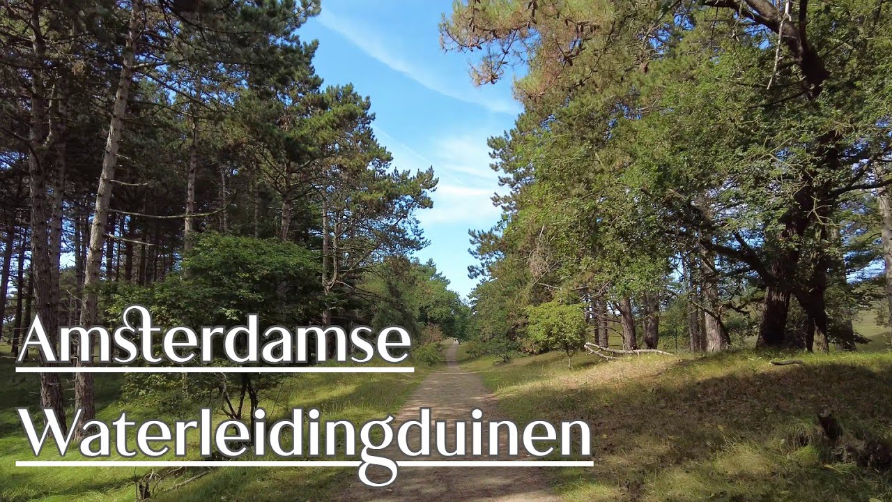 Wandeling Amsterdamse Waterleidingduinen (witte route) Zandvoort | 4K