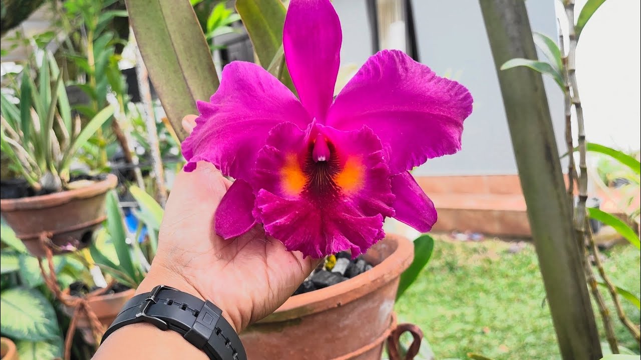 TRIK MENYUBURKAN CATTLEYA!