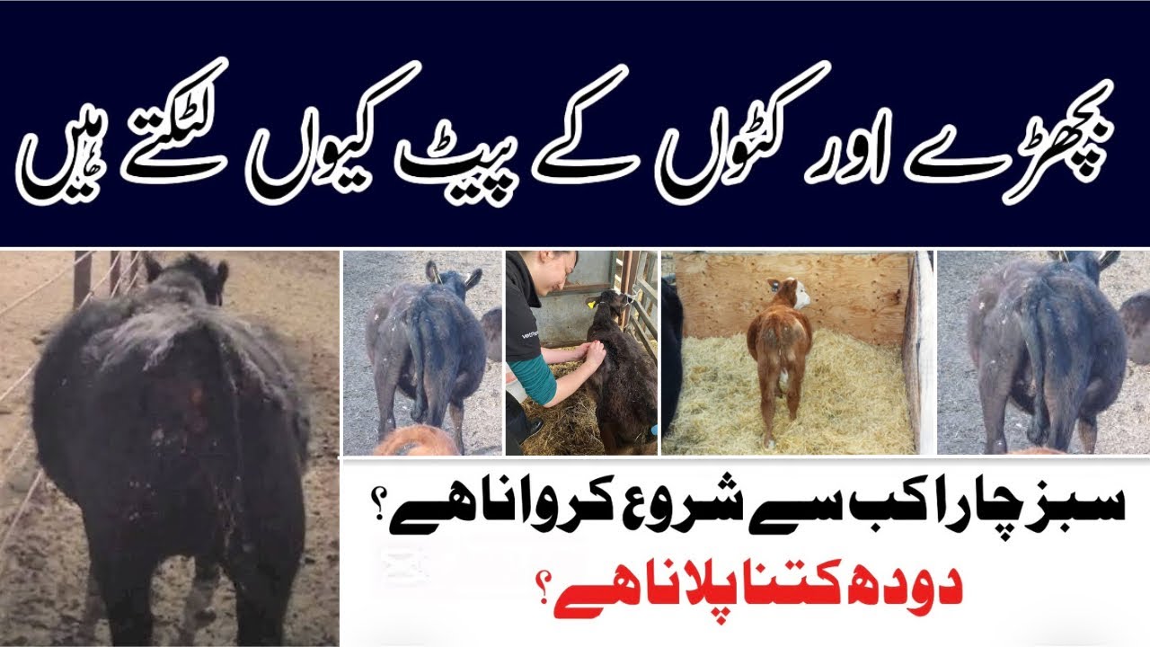 Distended Abdomen | Retarded Growth | Rough Skin and Hair of Calf | بچھڑے، کٹوں کے پیٹ کیوں لٹکتے