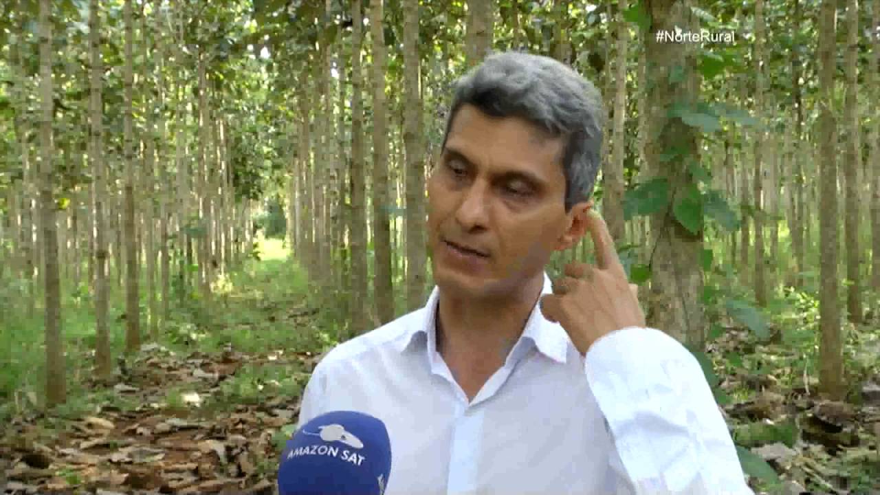 Norte Rural | Florestas plantadas um futuro para as lavouras em Rondônia