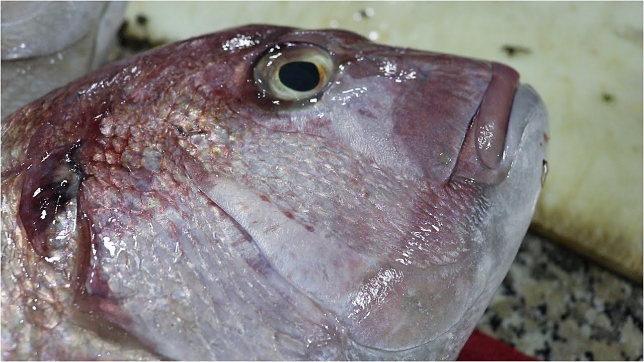 Massive SeaBream Cleaning Bones removal