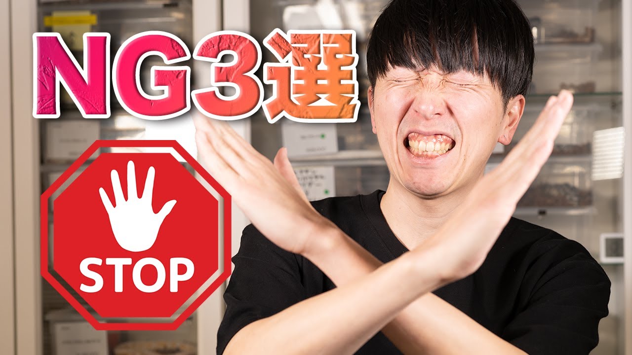 【初心者注意】ボールパイソン飼育のお迎え初日NG 3選！
