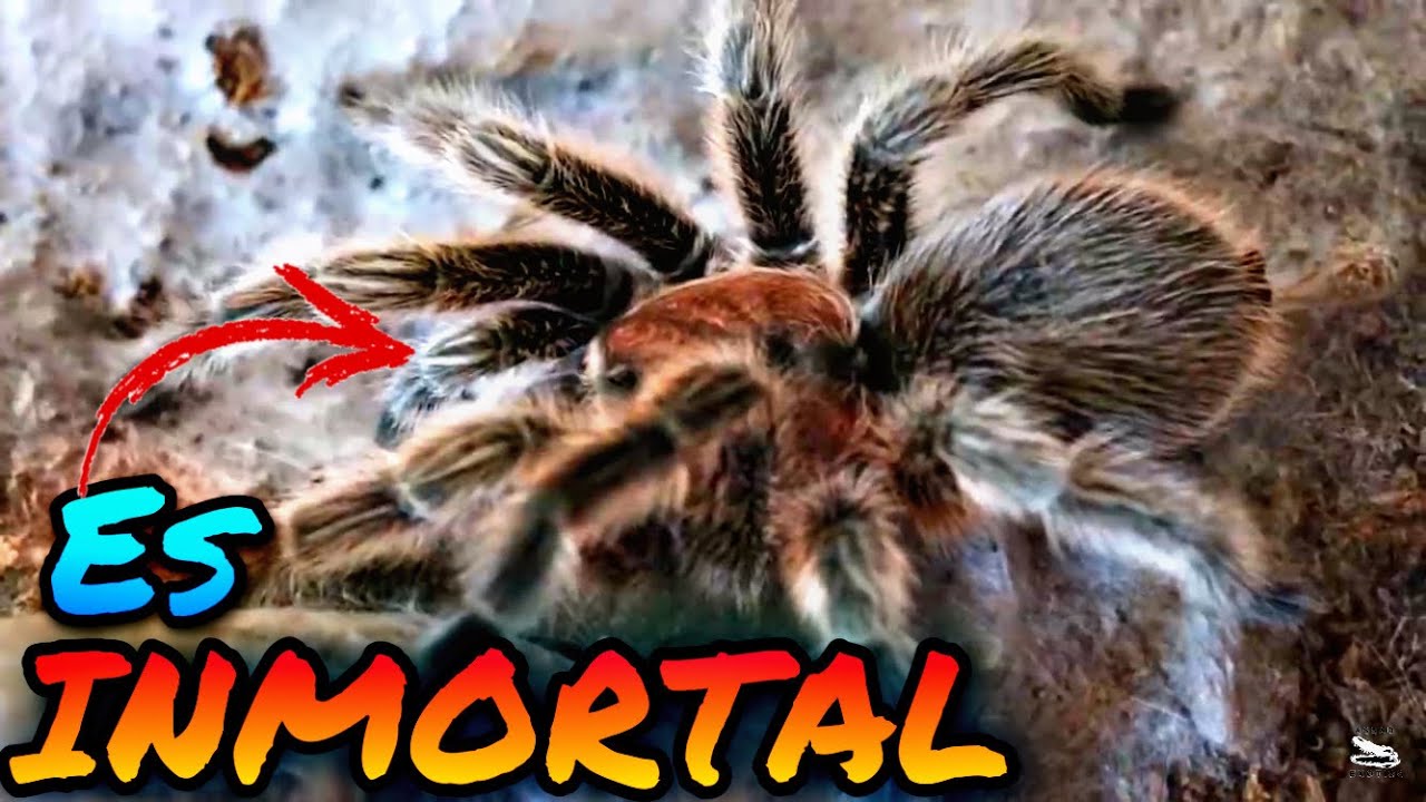 Alimentando A Mis Tarantulas!!!