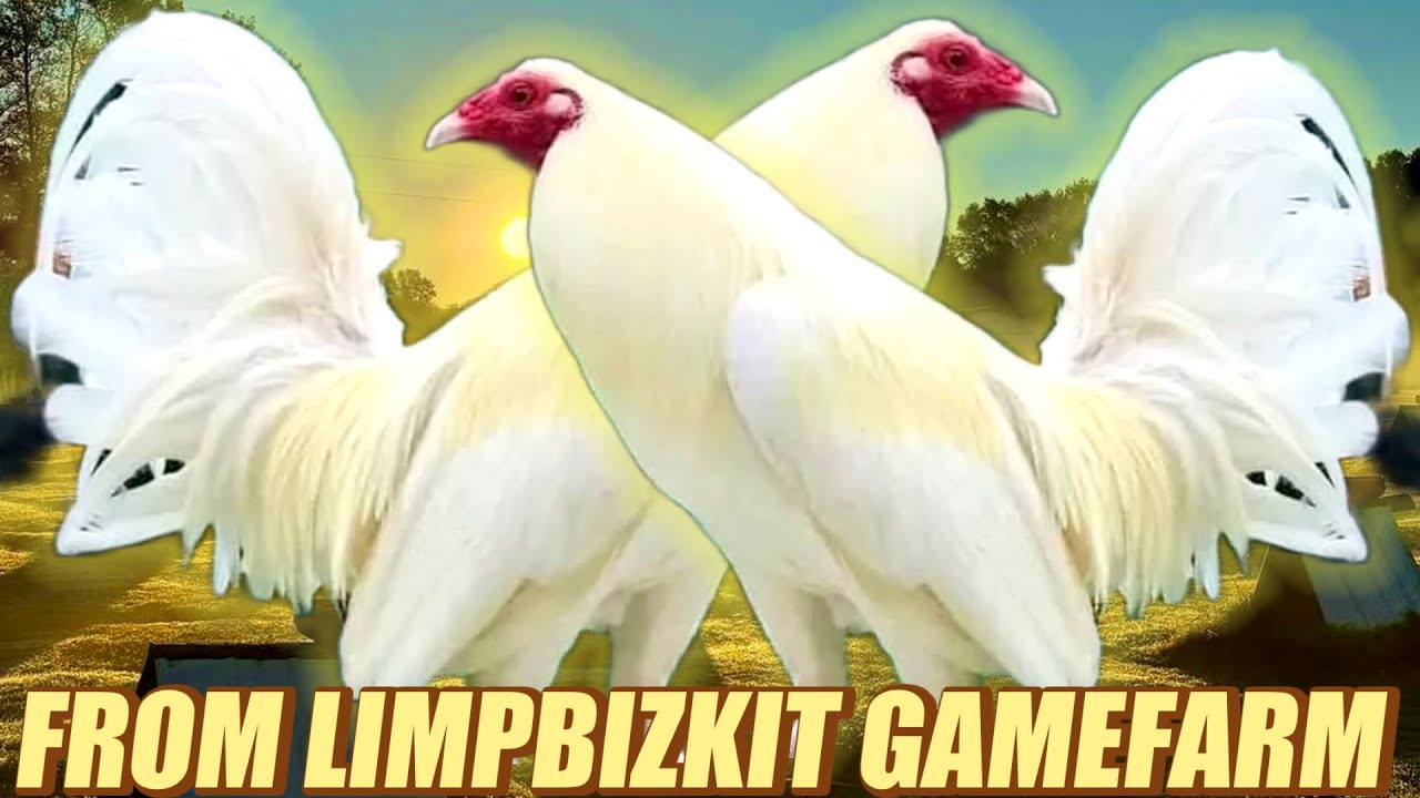 Super Beautiful Birds White Kelso - FROK LIMPBIZKIT GAMEFARM
