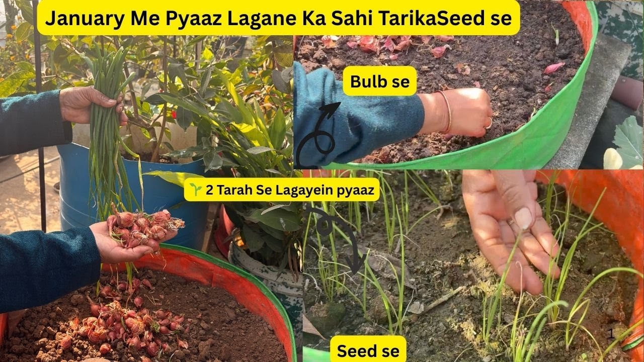 January Me Pyaaz Kaise Ugaye | 2 Tarah Se Pyaaz Lagane Ka Tarika | Pot Me Pyaaz Badi Karne Ke Tips