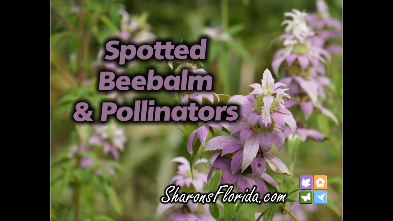 Spotted Beebalm & Pollinators
