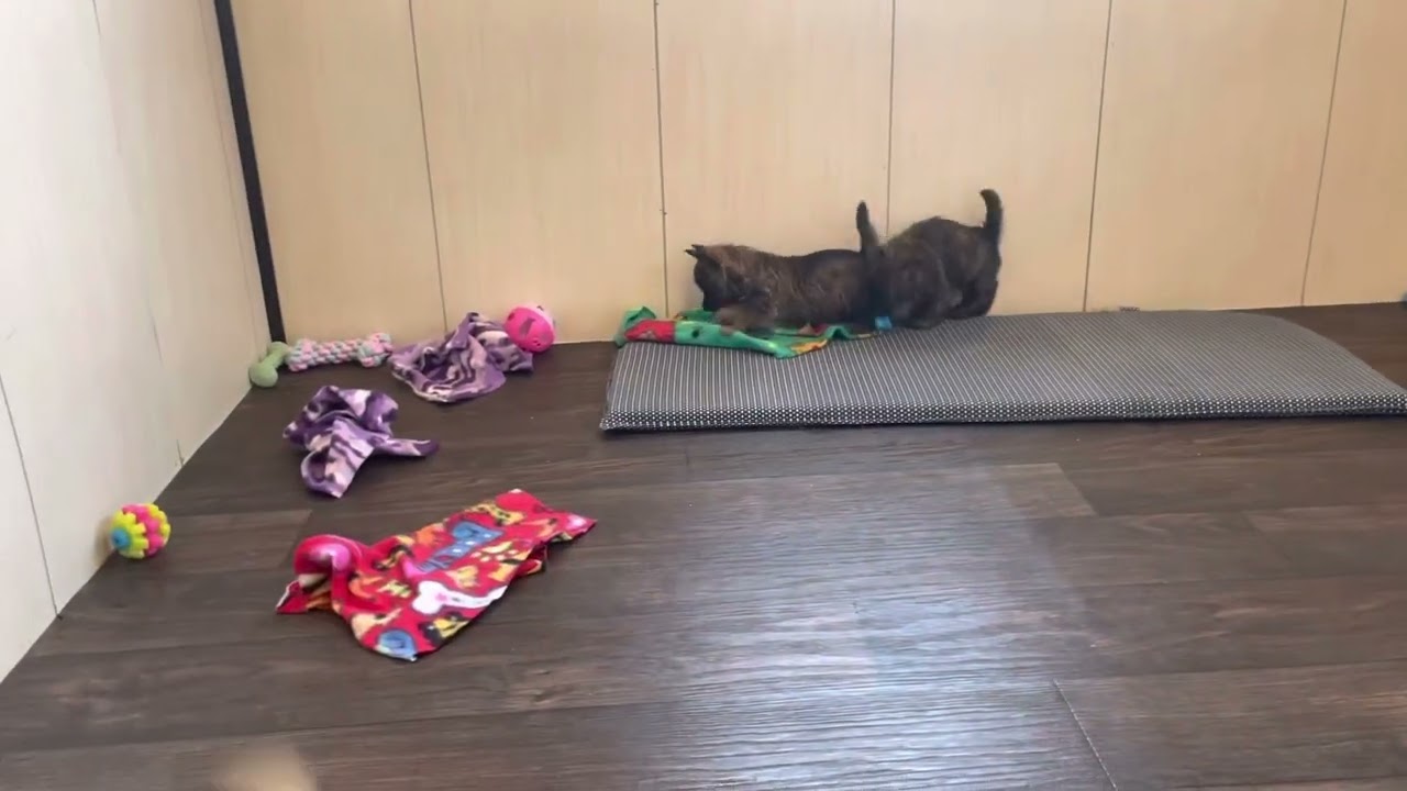 Cairn Terrier puppies - 7 weeks