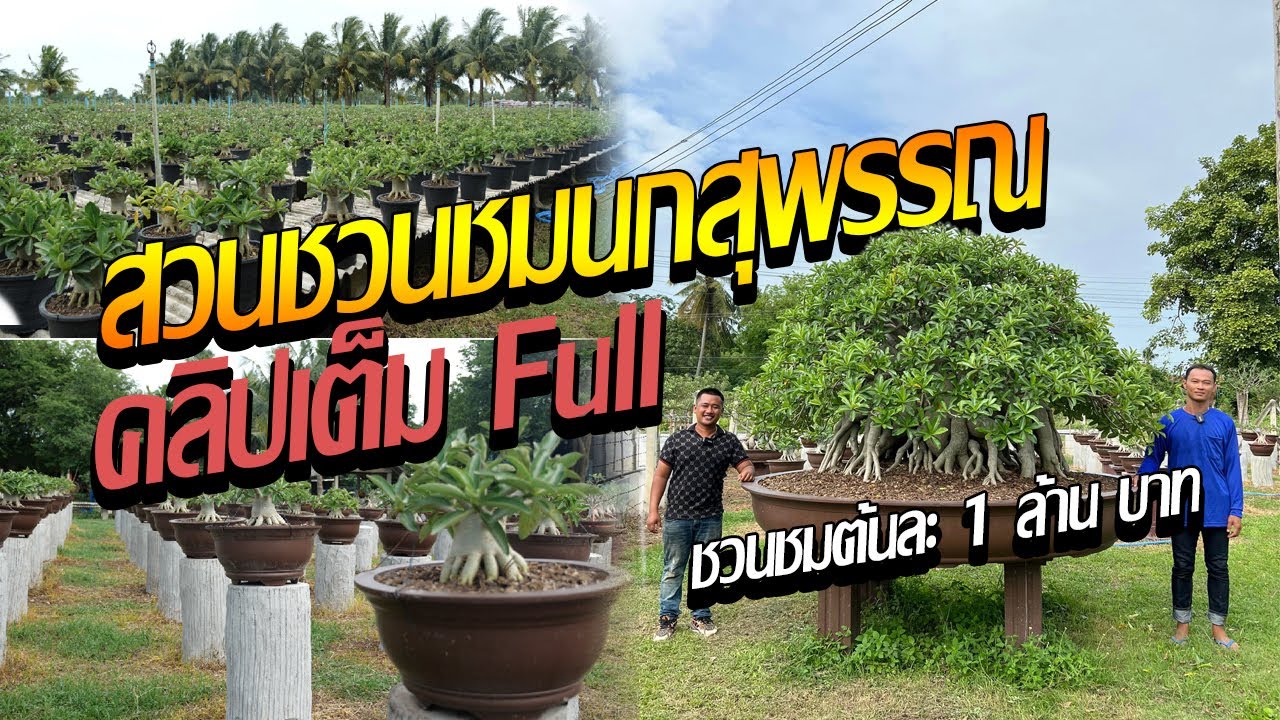 พามาชมสวนชวนชมพี่นกสุพรรณ เจ้าของสายพันธุ์ชวนชมไทยโซโคนันท์นภัส ตันละ 1 ล้าน