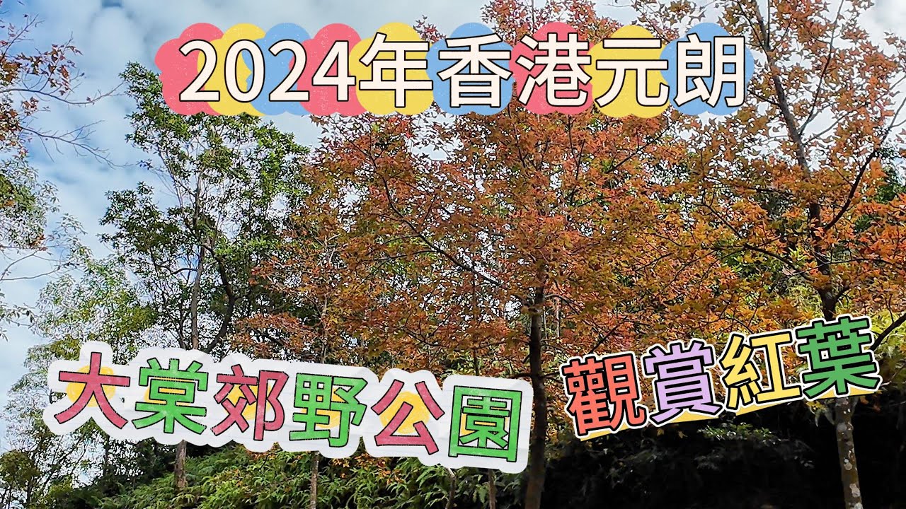 2024年香港元朗大棠郊野公園觀賞紅葉 #香港 #hongkong  #元朗 #大棠郊野公園 #賞紅葉