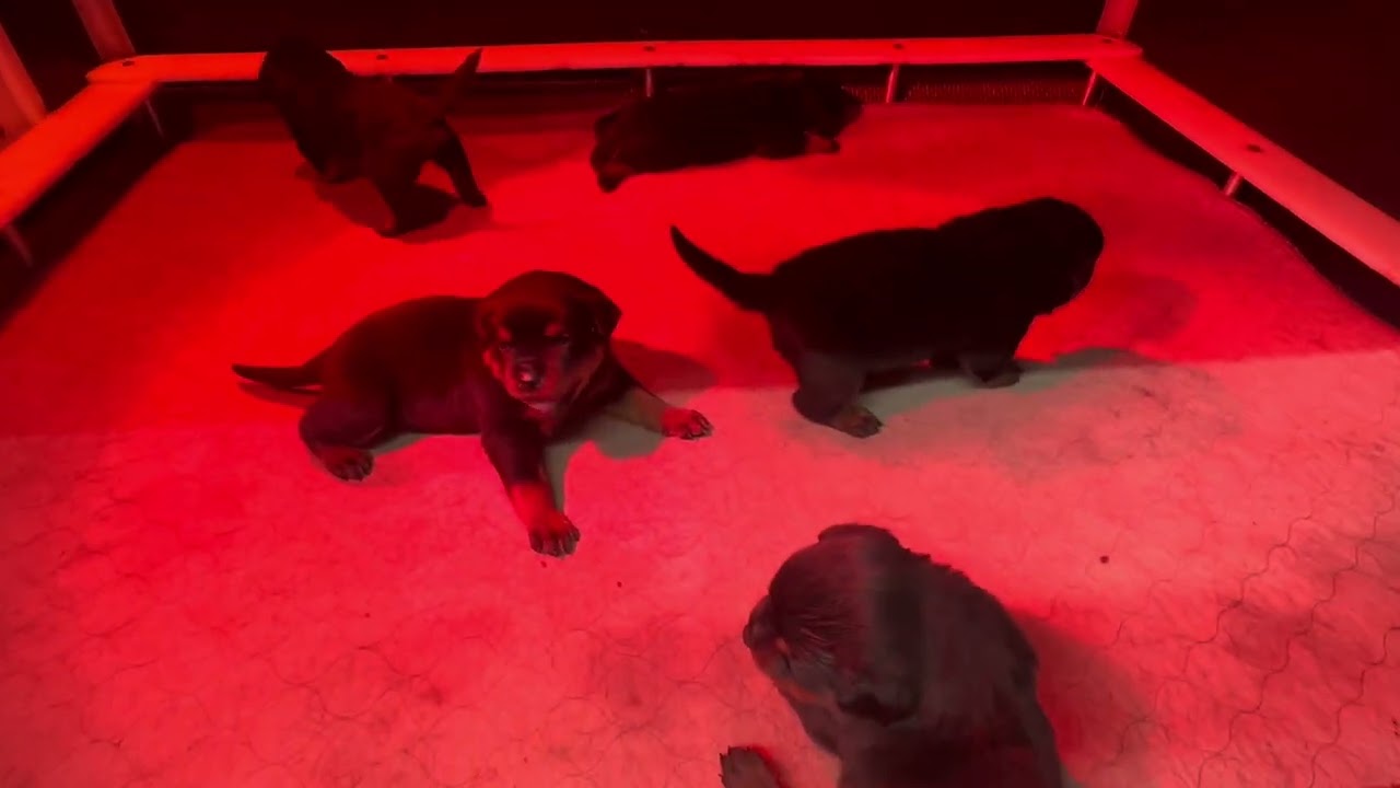 Difference in puppy chests. Not swimmer puppy!