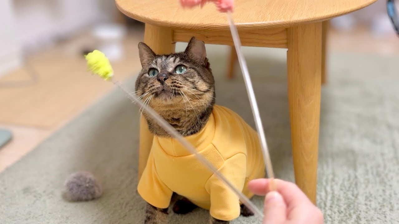 プレゼントされた新しい服に動揺が隠せない猫がこちら…