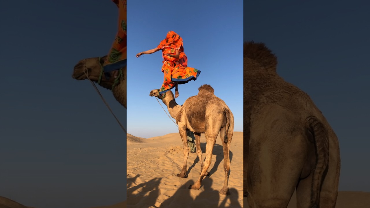 One Fall Reveals the Struggle Between Will and Exhaustion | Resilience of Camel and Human #camel