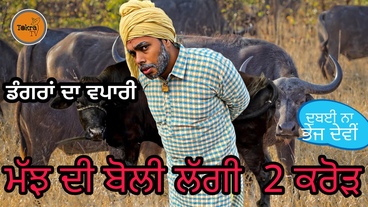 Cattle trader । ਮੱਝ ਦੀ ਬੋਲੀ ਲੱਗੀ 2 ਕਰੋੜ 😱। Tokra Tv