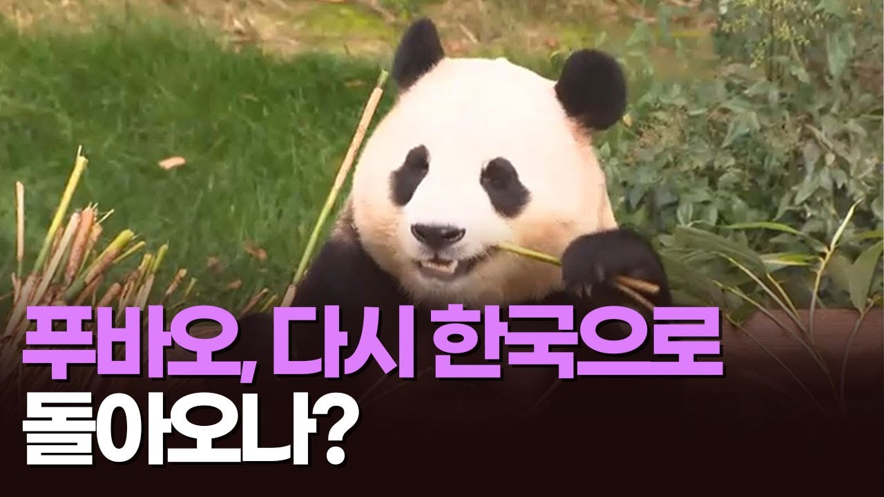 푸바오, 다시 한국으로 돌아오나? [아침에 이슈] [뉴스퍼레이드]